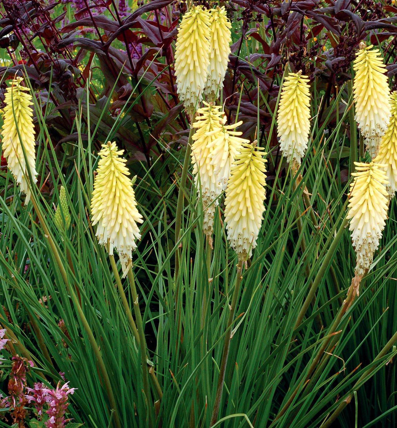Pineapple Popsicle Dwarf Red Hot Poker | Natorp's Online Plant Store